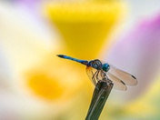 Kenilworth Park & Aquatic Gardens