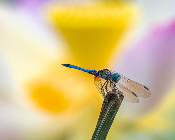 Kenilworth Park & Aquatic Gardens