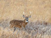 White Tailed Deer - Buck