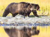 Upon Reflection