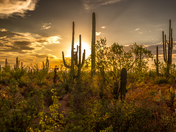 Saguaro National Park