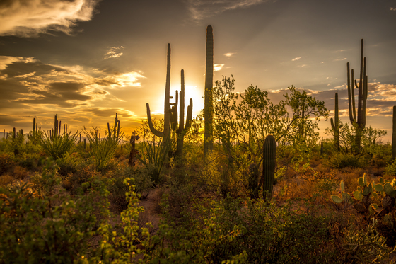 Saguaro National Park