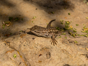 El Morro National Monument