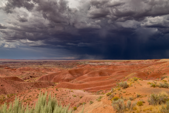 Petrified Forest National Park