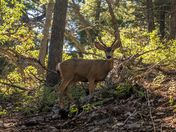 Lincoln National Forest