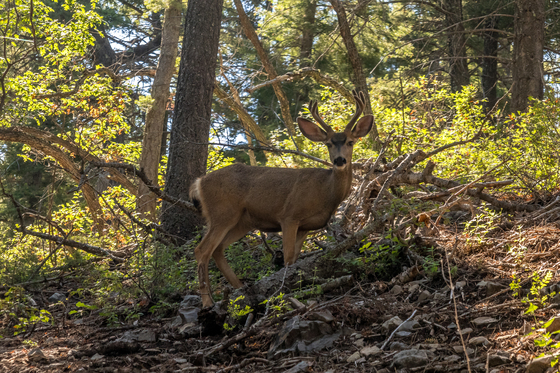 Lincoln National Forest