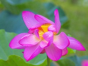 Kenilworth Park & Aquatic Gardens