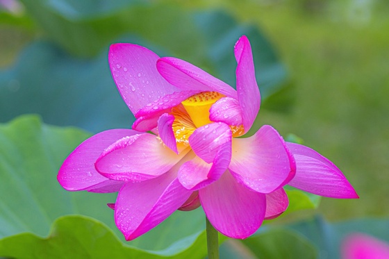 Kenilworth Park & Aquatic Gardens