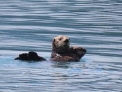 Kenai Fjords National Park