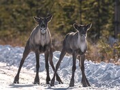 Whoa!! What the heck is that?