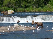 Katmai National Park and Preserve
