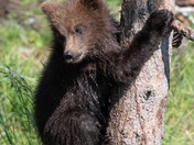 Katmai National Park and Preserve