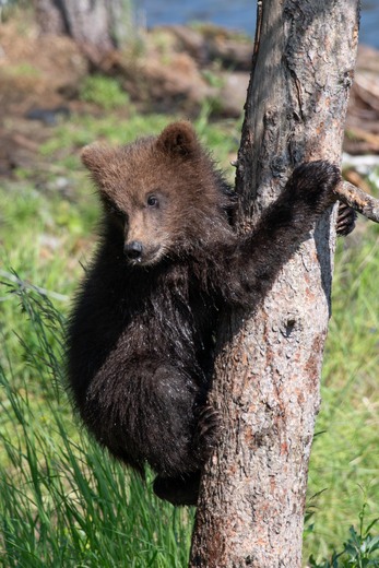 Katmai National Park and Preserve