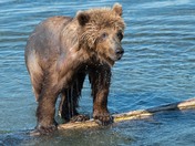 Katmai National Park and Preserve