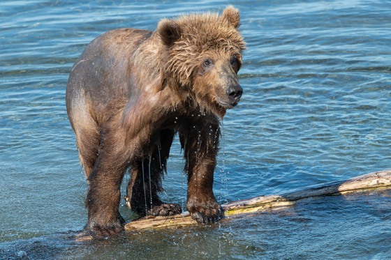 Katmai National Park and Preserve