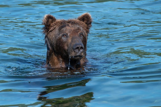 Katmai National Park and Preserve