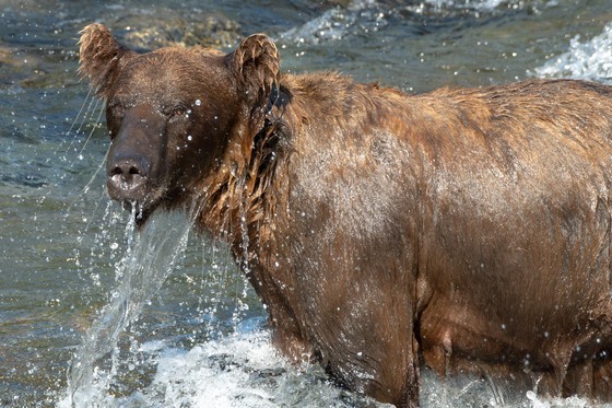 Katmai National Park and Preserve