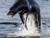 Sea Lion Surfacing  