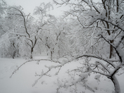 Snowy trees 