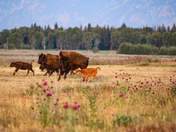 Grand Teton National Park