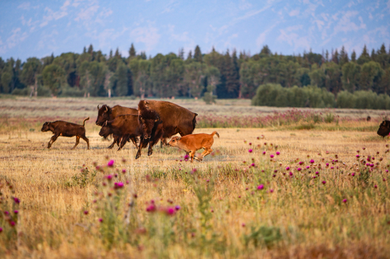 Grand Teton National Park