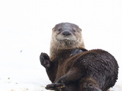 Otter: “Just call me Burt”