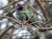 Anna's Hummingbird