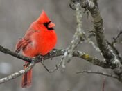 Puffed Northern Cardinal.