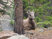 Arapaho & Roosevelt National Forest