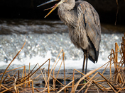 Blue Heron Tongue