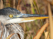 Blue Heron Focus