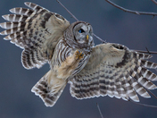 Blind in one eye Barred Owl