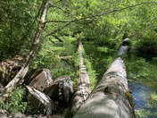 Olympic National Park