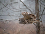 Dashing thru the Snow Flurries