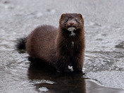 American Mink
