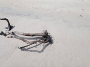 Canaveral National Seashore