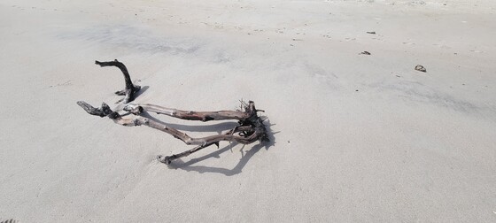 Canaveral National Seashore