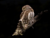 Northern Pygmy Owl