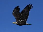Rocky Mountain Arsenal NWR