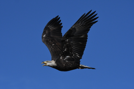 Rocky Mountain Arsenal NWR
