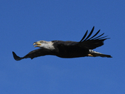 Rocky Mountain Arsenal National Wildlife Refuge