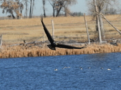 Rocky Mountain Arsenal National Wildlife Refuge