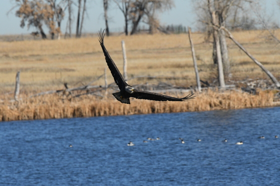 Rocky Mountain Arsenal National Wildlife Refuge