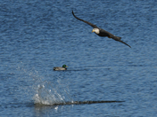 Rocky Mountain Arsenal National Wildlife Refuge