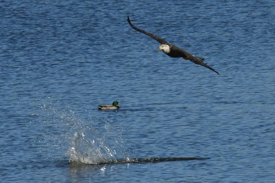 Rocky Mountain Arsenal National Wildlife Refuge