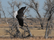 Rocky Mountain Arsenal National Wildlife Refuge