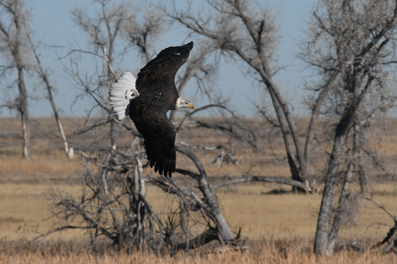 Rocky Mountain Arsenal National Wildlife Refuge