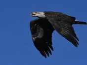 Rocky Mountain Arsenal NWR