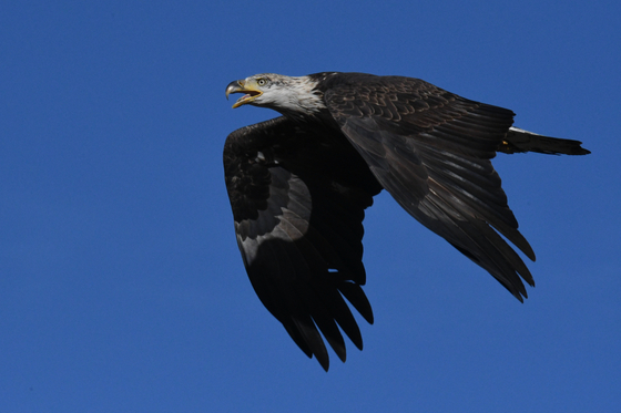 Rocky Mountain Arsenal NWR