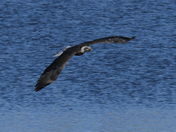 Rocky Mountain Arsenal NWR